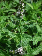 Load image into Gallery viewer, Herbal Blends